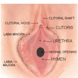 Возвращение девственности возможно...