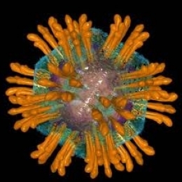 Какое неизлечимое заболевание печени может передаваться при половом контакте?