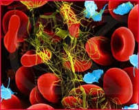 Аномалия вязкости плазмы (крови)