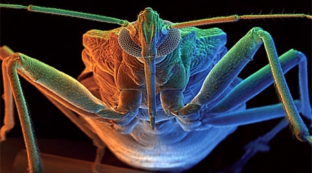 Болезнь Шагаса (трипаносомоза)