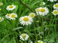 Рефлюкс-эзофагит