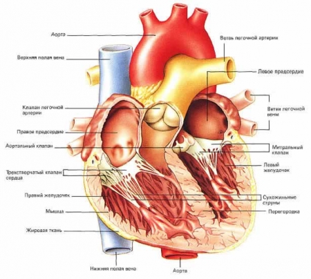 Атрезия аорты
