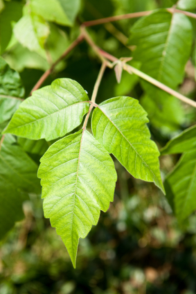 Ядовитый плющ (Poison дуб, сумах яда) фото