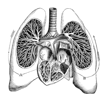 Бронхоскопия фото