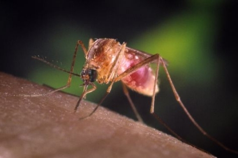 Под маской гриппа, смертельно опасное заболевание