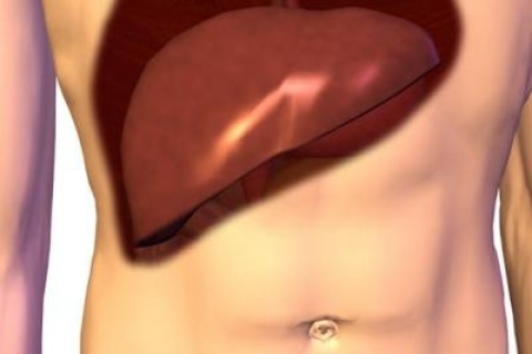 Печень, созданная из стволовых клеток человека