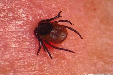 Внимание: клещи рядом