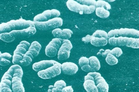 Генные болезни будут лечить искусственными хромосомами