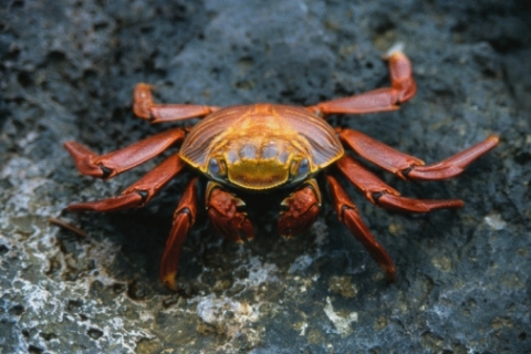 Раневые повязки из нановолокон хитозана изменят хирургию