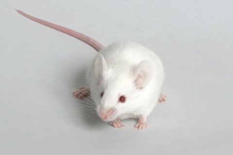 Японские ученые научились управлять "генами старения"