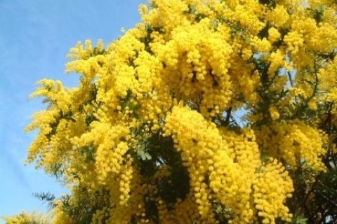 Выявлена потенциальная опасность мимозы