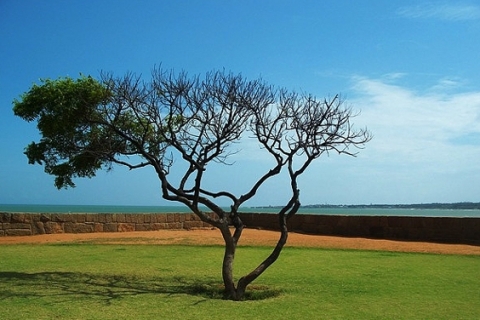 Растительный препарат побеждает ВИЧ-инфекцию