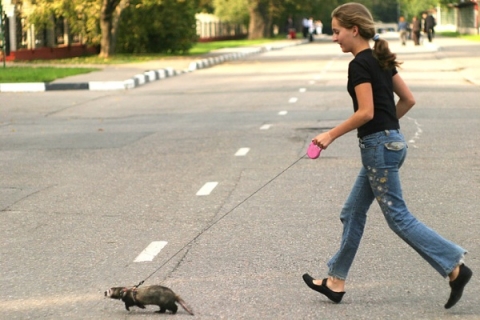 Ученые нашли способ продлить жизнь