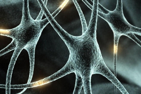 Ученые применят стволовые клетки для лечения психических расстройств