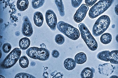 Наночастицы повышают устойчивость бактерий к лекарствам