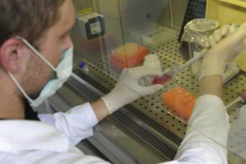 Вспышка сибирской язвы на Северном Кавказе