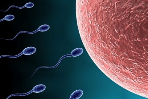 Геном сперматозоидов раскрыт