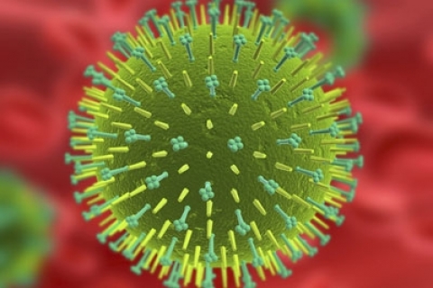 Еще 1 шаг к пандемии птичьего гриппа