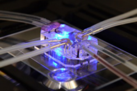 Чипы заменят добровольцев в клинических исследованиях лекарств