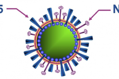 Птичий грипп мутирует: прогнозы пессимистов сбываются