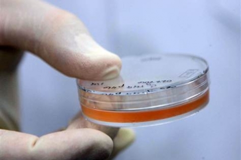 Иммунная система зависит от стволовых клеток