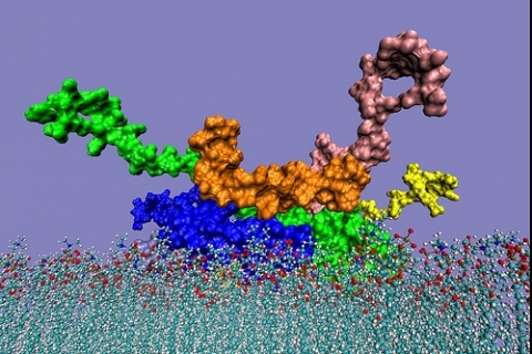 Болезнь Альцгеймера и сахарный диабет взаимосвязаны