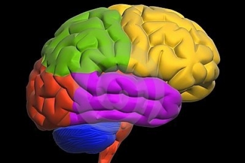 Бактерии контролируют деятельность головного мозга