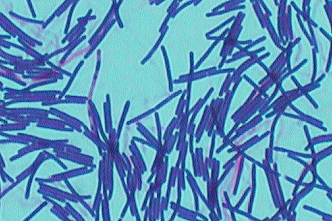 Лактобактерии вытесняют хирургию