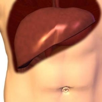 Печень, созданная из стволовых клеток человека