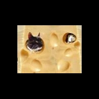 Г.Онищенко уделит повышенное внимание украинским сырам