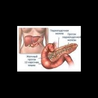 Нарушение работы кишечного фермента предрасполагает к сахарному диабету