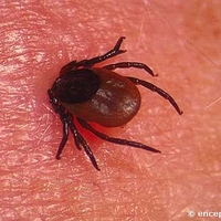 Внимание: клещи рядом