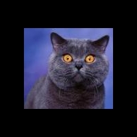 Аллергия и кошачья шерсть: кошке не место в спальне