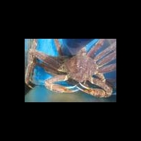 Наночастицы хитозана в лечении морщин и старения кожи