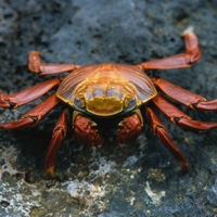 Раневые повязки из нановолокон хитозана предотвратят образование рубцов