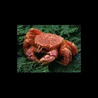 Российские ученые превратили хитозан в нанолекарство