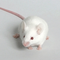 Японские ученые научились управлять