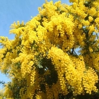 Выявлена потенциальная опасность мимозы