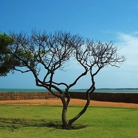 Растительный препарат против ВИЧ-инфекции