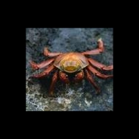 Наночастицы хитозана способствуют заживлению ран