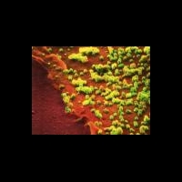 Смертельная мутация вируса гриппа