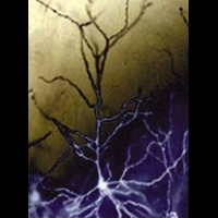 Соединение, препятствующее востановлению мозга после инсульта