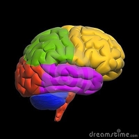 Бактерии контролируют деятельность головного мозга